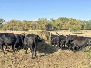 Drought Leads to Short Pastures and Feeding Stored Hay Early