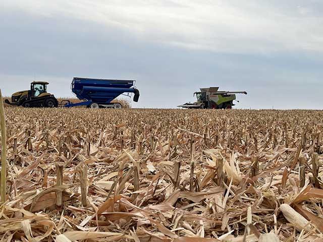 Corn harvest is well underway for my family's farm, but the lack of soil moisture is apparent. (DTN photo by Teresa Wells)