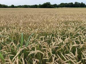2024 Hard Red and Soft Red Winter Wheat Crop Quality Good Overall