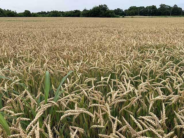 A soft red winter wheat field ripening in Clarksville, Tennessee, at the end of May 2024. (DTN photo by Mary Kennedy)