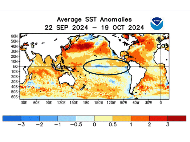 Mid-September to mid-October Pacific Ocean temperatures show only pools of cooler water around the equator, a sign La Nina is slow in its development compared to the 2020-23 La Nina event. (NOAA graphic)