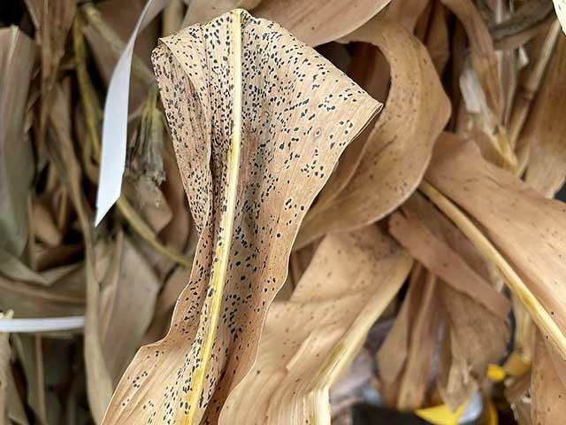 Tar spot lesions were visible on this cornstalk being sold at a retail store in Columbia, Missouri, as fall decoration. (Photo courtesy of Mandy Bish, University of Missouri)