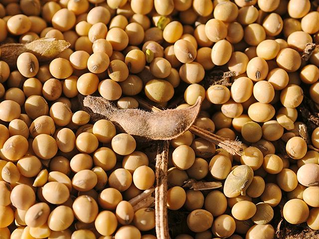The most recent USDA WASDE report took soybean yield down 1.4 bushels per acre. U.S. domestic soybean production went down 121 million bushels. Soybean stocks went down 80 mb. (DTN file photo)