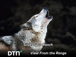Wildlife, Including Wolf, Cause Challenges for Colorado Ranchers