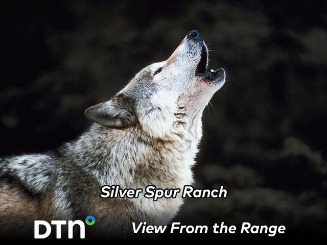 Silver Spur Kiowa Creek division deals with wildlife often, including a wolf that found his way onto the ranch this spring. (Getty Image)