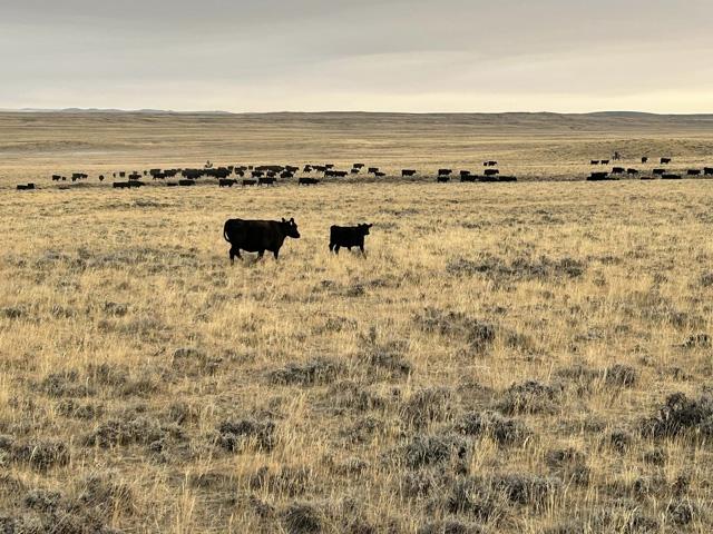 An opportunity has appeared to perhaps get some higher prices for U.S. cattle, thanks to a pest detected on a cow in southern Mexico. (DTN photo by ShayLe Stewart)