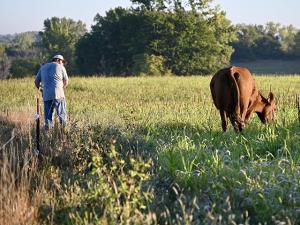 Cover Crops Help to Extend Grazing, Improve Soil Fertility