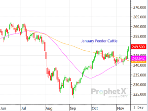 Cattle Futures Rally But Could Face Pushback Later in Week