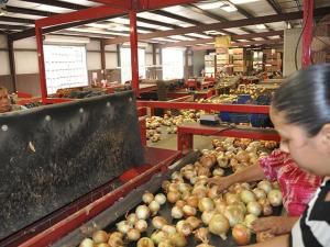 Caution Ahead for Farmers Employing Undocumented Workers or Trying to Hire Labor