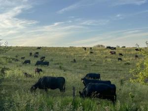 UI Researchers Looking Into AI to Improve Livestock Grazing
