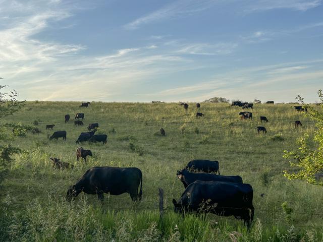 Researchers at the University of Illinois are studying how artificial intelligence (AI) can improve the efficiency of livestock grazing. (DTN File Photo)