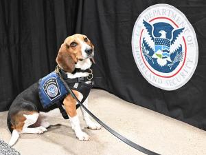 Senate Encourages House to Pass Bill to Help Sniff Out Foreign Animal Diseases