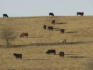 Midwest Cattle Producers Have Stored Hay, Poor Pastures, But Improvements Forecast