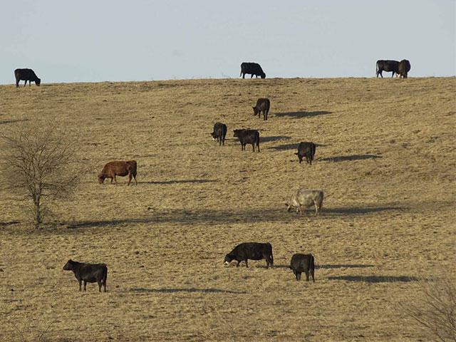 Cows graze in a drought-stricken pasture in Missouri. (DTN/Progressive Farmer file photo by Jim Patrico)