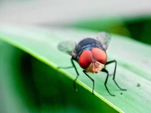 Screwworm Less Than 70 Miles From US Border Sparks Urgent Action to Protect US Cattle