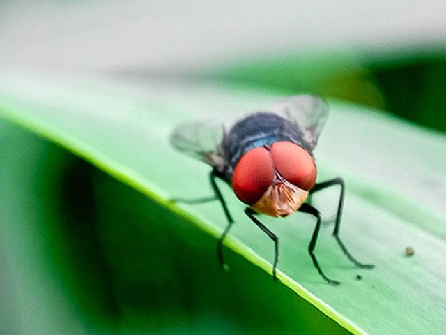 New World screwworm continues to move north in Mexico. The most recent case is within 70 miles of the U.S.-Mexico border. (Photo courtesy of USDA)