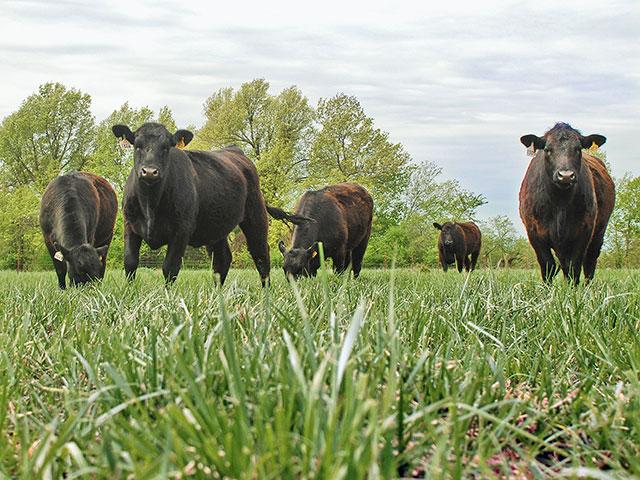 A new $5 million grant will allow University of Nebraska-Lincoln (UNL) researchers to measure the effects grazing cattle have on the environment. (DTN file photo)