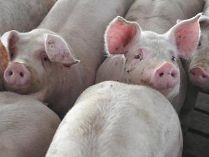Animal Health Officials Further Testing H5N1-Positive Pig