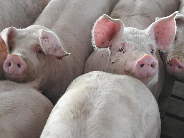 An Oregon pig is the first to test positive for H5N1, with further testing being conducted to determine the genome present. (DTN/Progressive Farmer photo by Jennifer Carrico)