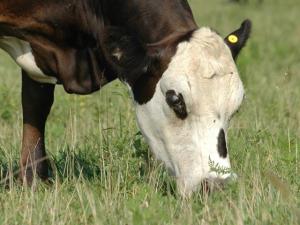 USDA’s EID Requirement for Interstate Cattle Movement Faces Legal Challenge