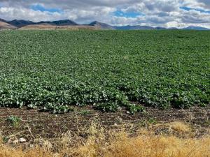 Watching Election From the Farm Field