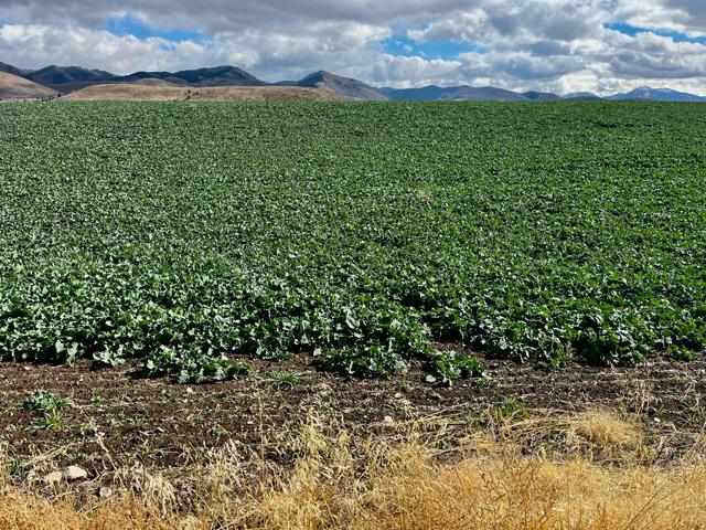 Dan Lakey's winter canola is off to a good start where it is tucked in below the scenic Bear River Mountain Range in southeastern Idaho. (Photo courtesy of Dan Lakey)