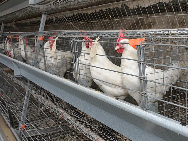 In December alone, the spread of highly pathogenic avian influenza H5N1 has accelerated in commercial poultry flocks in Iowa and California. (DTN file photo)