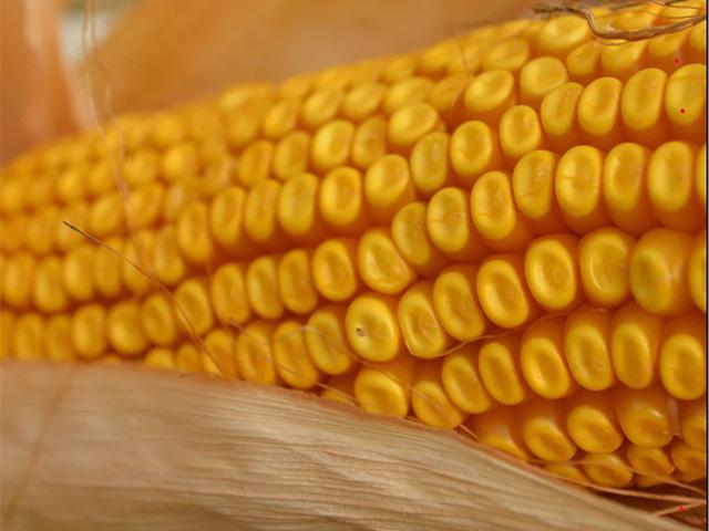 The U.S. has won a trade dispute case under the USCMA against Mexico over imports of biotech corn products. U.S. officials stated the panel found Mexico's plan to restrict imports of U.S. corn does not follow science or international trade standards. (DTN file photo)