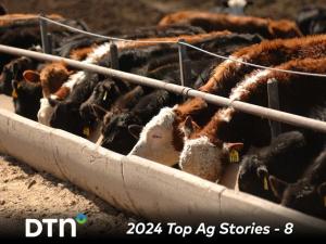Record-High Prices Rippled Through the Cattle Market in 2024