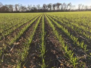 Find Kernels of Knowledge to Better Wheat Yields