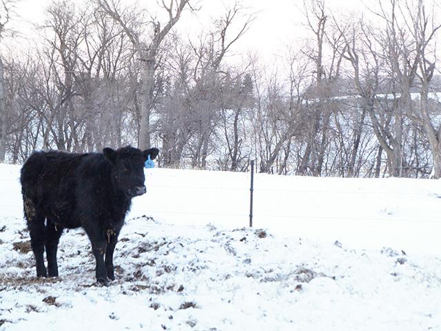 Not all Christmases on my family's farm featured deep snow and the trends in snow depth aren't obvious during the past 20 years. (DTN photo by Teresa Wells)