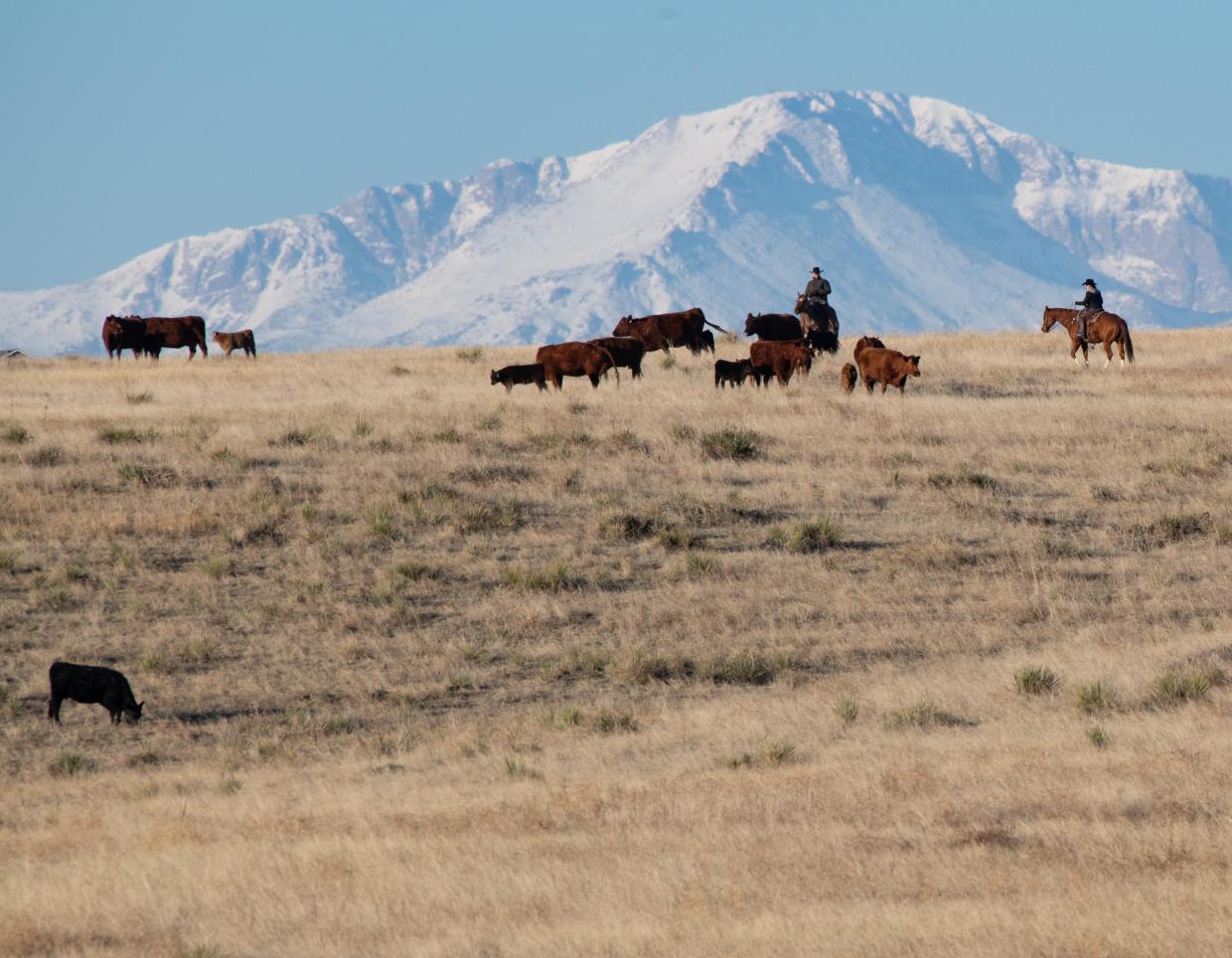 Ranchers in Colorado have to be cautious of what wildlife are around and how that affects their operations. (DTN/Progressive Farmer photo by Joel Reichenberger)