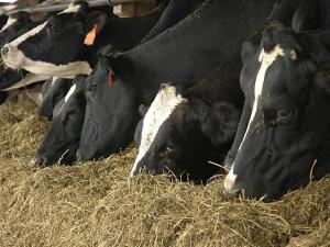 Testing Begins on Milk to Eliminate H5N1 Virus From US Dairy Herd
