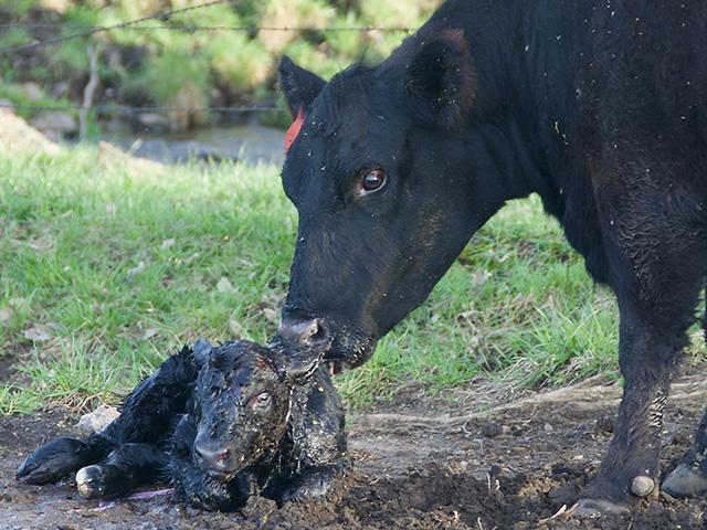 A calf needs colostrum as soon as possible after birth to ensure good health throughout its lifetime. (DTN/Progressive Farmer photo by Jennifer Carrico)