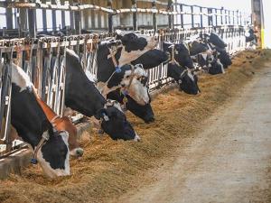 USDA Begins National Milk Testing Strategy for H5N1