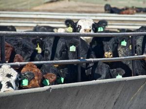 Could the Live Cattle Market’s Rally Hit Pause Until After the Holidays?