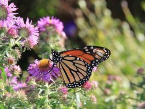 Biden Admin Wants to Protect Monarch Butterfly With Endangered Species Act