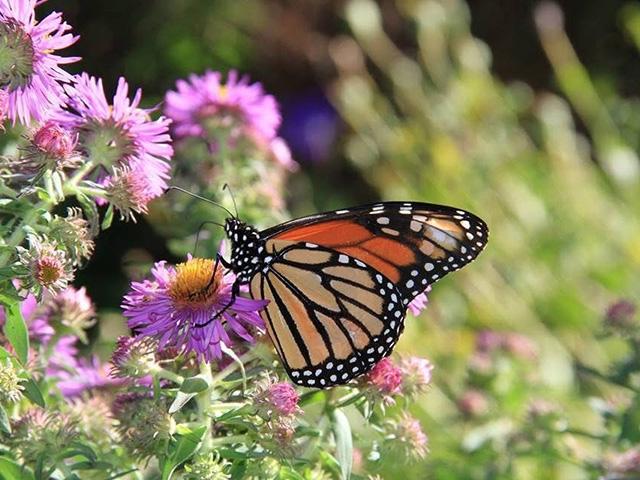 The U.S. Fish and Wildlife Service proposes to list the monarch butterfly as threatened. (DTN photo by Elaine Shein)