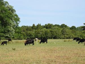 Drought, Hurricanes Damage Pastures, Hay in the Southeast in 2024
