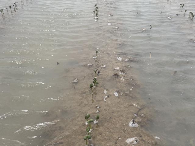 A soybean field underwater for almost two weeks on land near the Cache River in Arkansas, which has been just under moderate flood stage for well over two weeks and not expected to fall anytime soon. And it's no secret that soybeans don't like wet feet. (Photo courtesy of Joe Christian)