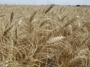 CBOT Launches New Hard Red Spring Wheat Contract on CME Platform