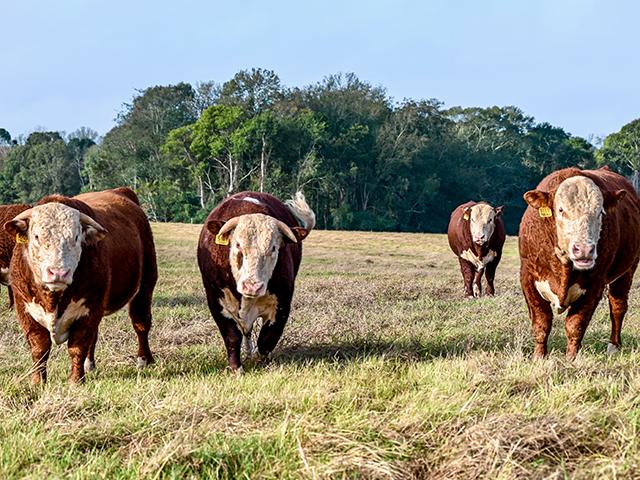 Comprehend Bull Sale Data