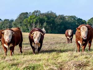 Ask the Vet: Understand the data at bull sales