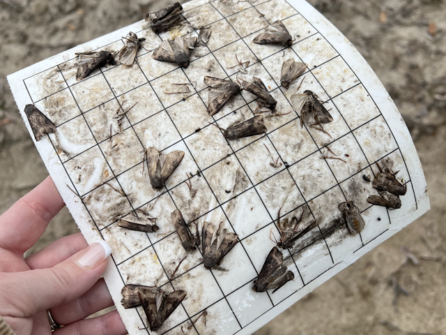 Black cutworm moths are an early indicator that the pest larvae could follow. Stephanie Porter, Illinois Soybean Association agronomist, found these in central Illinois this week. (Photo Courtesy of Stephanie Porter)