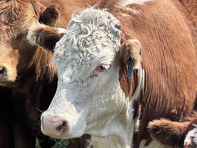 Reports out of the United Kingdom highlight that concerns over hormone-treated beef will likely cause problems for trying to export more beef under the new trade deal. UK officials are saying these will not start allowing the U.S. to sell beef from cattle given hormone growth therapy. (DTN photo by Chris Clayton)