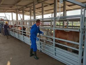 US and Mexico Agree to Combat New World Screwworm to Prevent Spread