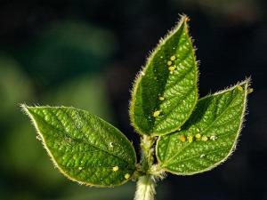 What is AG policy regarding upcoming sesason