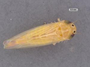 Mid-Atlantic Energy Highlights