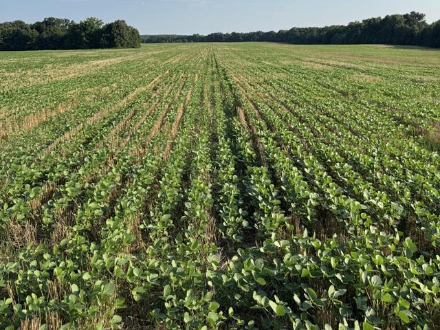 An argument can be made that when the Trump administration pressured the Coca-Cola company to use cane sugar instead of high-fructose corn syrup