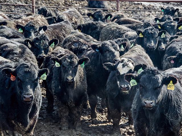 Implants have been called the closest thing to a free lunch in the cattle business. Those approved for use in suckling calves have been reported to improve weaning weights by 3% to 5%. (DTN/Progressive Farmer photo by Jennifer Carrico)